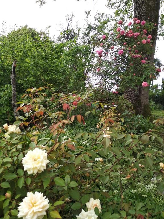 Дома для отпуска House on Magnolii 1 Батуми-57