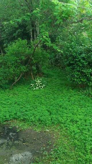 Дома для отпуска House on Magnolii 1 Батуми Дом с 2 спальнями-38