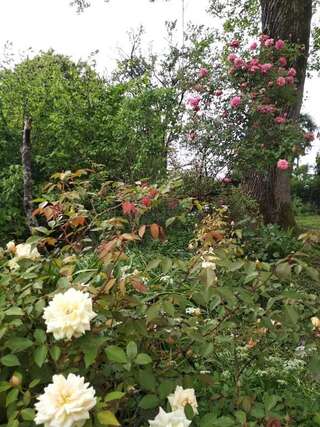 Дома для отпуска House on Magnolii 1 Батуми Дом с 2 спальнями-63